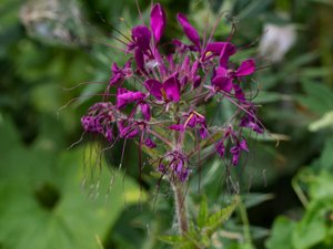 Tarenaya hassleriana - Spiderflower - paradisblomster