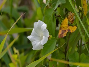 Convolvulus sepium - Hedge Bindweed - snårvinda