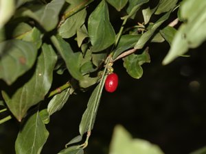 Cornus mas - Cornelian-cherry - körsbärskornell