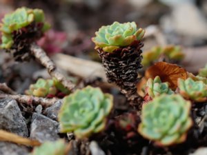 Rhodiola pachyclados - Silver Gem Stonecrop - rosettfetblad