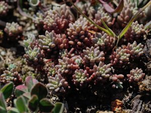Sedum hispanicum - Spanish Stonecrop - blek fetknopp