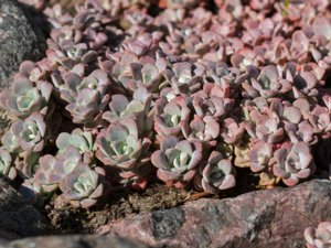 Sedum spathulifolium - Colorado Stonecrop - kalifornisk fetknopp
