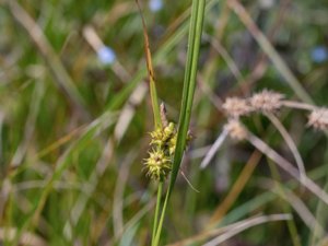 Carex demissa - Common Yellow-sedge - grönstarr