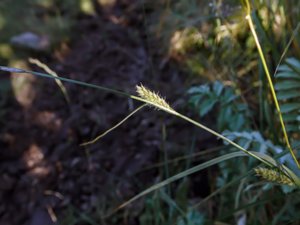 Carex hirta - Hairy Sedge - grusstarr