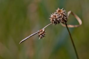 Carex lepidocarpa - Long-stalked Yellow-sedge - näbbstarr-jämtstarr