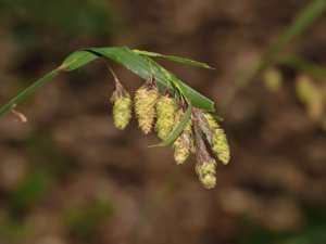 Carex mertensii - Mertens' Sedge