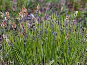Carex montana - Soft-leaved Sedge - lundstarr