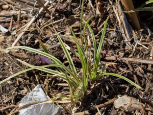 Carex morrowii - Japanese Sedge - japansk starr