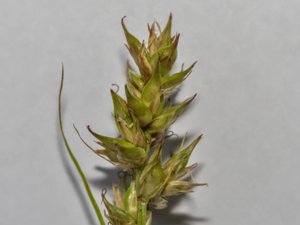 Carex pairae - Small-fruited Prickly-sedge - snårstarr