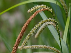 Carex pendula - Pendulous Sedge - hängstarr