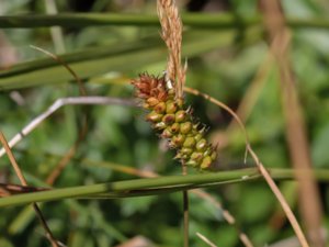 Carex punctata - Dotted Sedge - prickstarr