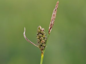 Carex tomentosa - Downy-fruited Sedge - luddstarr