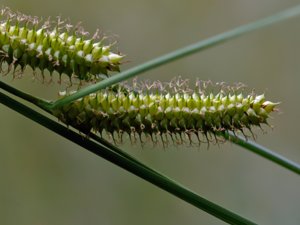 Carex vesicaria - Bladder-sedge - blåsstarr