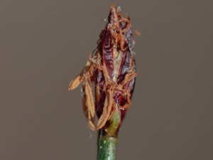 Eleocharis quinqueflora - Few-flowered Spike-rush - tagelsäv