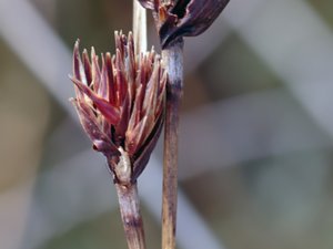 Schoenus nigricans - Black Bog-rush - knappag