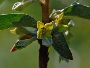 Elaeagnus commutata - Silver-berry - silverbuske