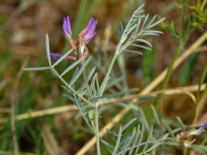 Astragalus arenarius - Sand Milk-vetch - sandvedel