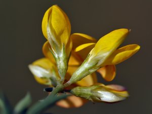 Lotus tenuis - Narrow-leaved Bird's-foot-trefoil - smal käringtand