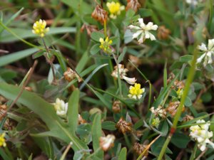 Trifolium dubium - Lesser Trefoil - trådklöver