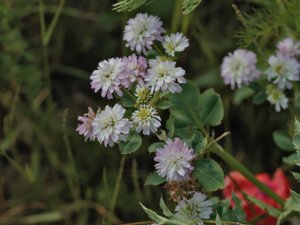 Trifolium resupinatum - Reversed Clover - doftklöver