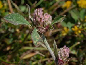 Trifolium striatum - Knotted Clover - strimklöver