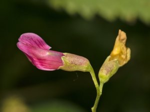 Vicia dumetorum - Great Wood-vetch - buskvicker