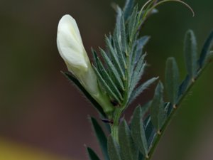 Vicia lutea - Yellow-vetch - gulvicker