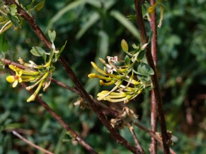 Ribes aureum - Buffalo Currant - gullrips