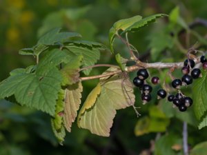 Ribes nigrum - Black Currant - svarta vinbär