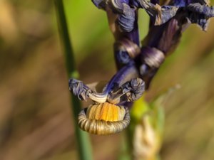 Iris × hollandica - Dutch Iris - holländsk iris