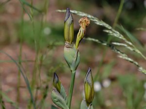 Iris × sambucina - fläderiris