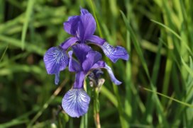 Iris delavayi - Delavayi Iris - stor strandiris