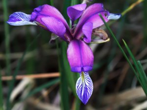 Iris graminea - Grass-leaved Flag - gräsiris