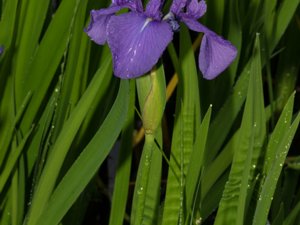 Iris laevigata - Japanese Iris - glansiris