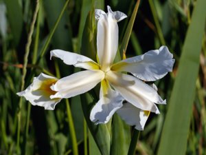 Iris orientalis - Turkish Iris - gullbandsiris