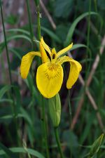 Iris pseudacorus - Yellow Iris - svärdslilja