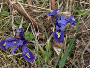 Iris reticulata - Netted Iris - våriris
