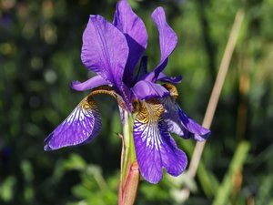 Iris sanguinea - Japanese Iris - violiris