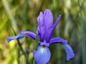 Iris spuria - Blue Iris - dansk iris