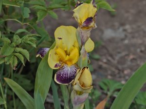 Iris variegata - Hungarian Iris - skäggiris