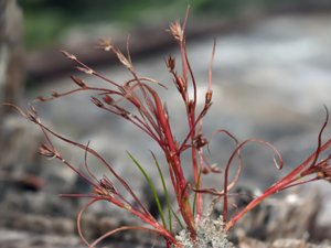 Juncus foliosus - Leafy Rush - strimtåg