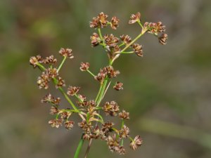 Juncus subnodulosus - Blunt-flowered Rush - trubbtåg