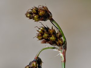 Luzula campestris - Field Wood-rush - knippfryle