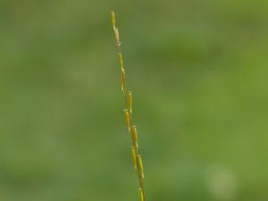Triglochin palustris - Marsh Arrowgrass - kärrsälting