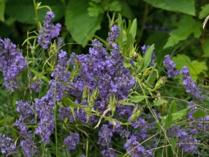 Lavandula angustifolia - Garden Lavender - lavendel