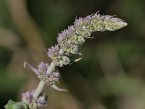 Mentha longifolia - Horse Mint - gråmynta