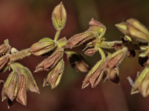 Salvia glutinosa - Sticky Clary - klibbsalvia