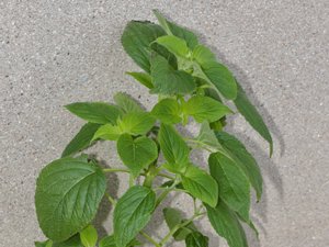Salvia hispanica - Chia - mexikansk chiasalvia