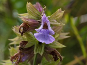 Salvia officinalis - Sage - kryddsalvia