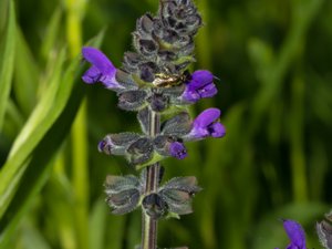 Salvia verbenaca - Wild Clary - fliksalvia